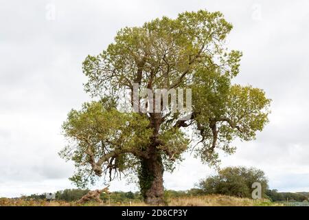 Populus nigra, black poplar tree, genus Populus, native to Britain, Butley, Suffolk, England, UK Stock Photo