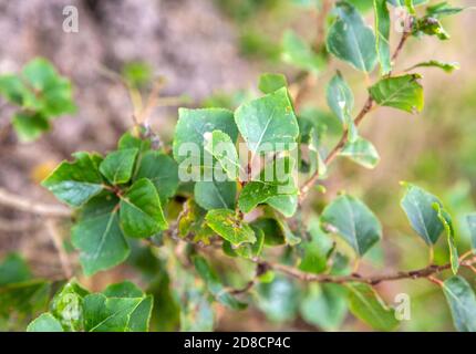 Detail of leaves of populus nigra, black poplar tree, native to Britain, Butley, Suffolk, England, UK Stock Photo