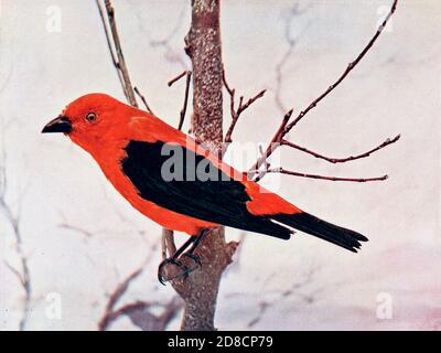 The scarlet tanager (Piranga olivacea syn Piranga erythromelas) is a medium-sized American songbird. From Birds : illustrated by color photography : a monthly serial. Knowledge of Bird-life Vol 1 No 1 June 1897 Stock Photo