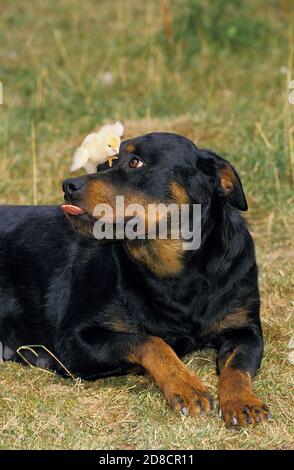 ROTTWEILER DOG, ADULT STICKING ITS TONGUE OUT WITH CHICK ON ITS NOSE Stock Photo