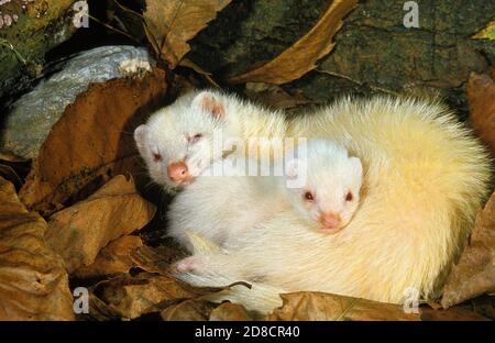 FERRET mustela putorius furo, FEMALE WITH YOUNG SLEEPING IN DEAD LEAVES Stock Photo