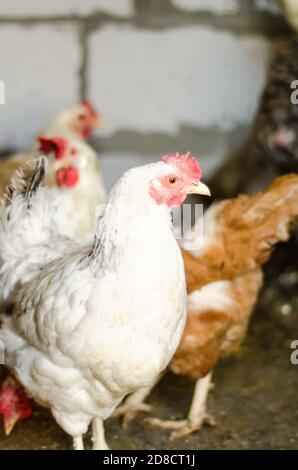 Beautiful Brahma chicken , in a hen house or chicken coop Stock