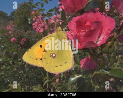 Dark Clouded Yellow, Common Clouded Yellow (Colias croceus, Colias crocea), sits on a rose flower, Germany Stock Photo