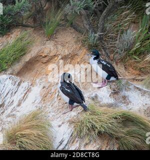 rough-faced cormorant, New Zealand king shag, king shag, kawau (Leucocarbo carunculatus, Phalacrocorax carunculatus), two New Zealand king shags Stock Photo