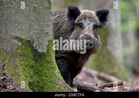 Wild boar (Sus scrofa) Boar behind a tree, Allgaeu, Bavaria, Germany Stock  Photo - Alamy