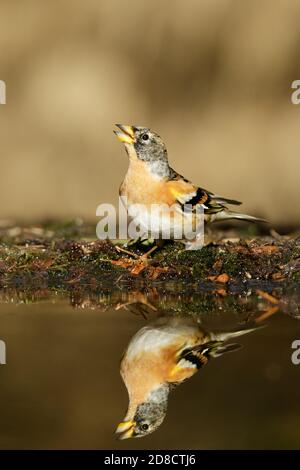 brambling (Fringilla montifringilla), male drinking at a pond, mirror imaging, Netherlands Stock Photo