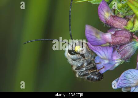 Scarce Long-Horned Bee (Eucera nigrescens, Eucera tuberculata), male at a pale violet bossom, Germany Stock Photo