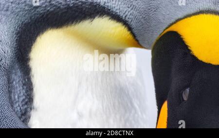 king penguin (Aptenodytes halli, Aptenodytes patagonicus halli), extreme closeup of an adult showing part of head and body, Australia, Tasmania, Stock Photo