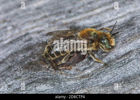 Mason bee (Osmia adunca, Hoplitis adunca), male on dead wood, side view, Germany Stock Photo