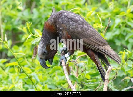 North island kaka (Nestor meridionalis septentrionalis), adult calling loudly while perched in a tree, New Zealand, Northern Island, Zealandia Stock Photo