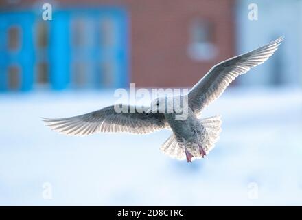 Iceland gull (Larus glaucoides), Wintering first-winter Iceland Gull in an arctic harbour in northern Norway. Hanging in mid air above the water, Stock Photo