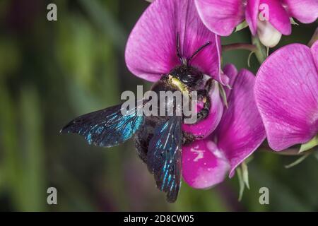 Violet carpenter bee (Xylocopa violacea), on a Fabaceae flower, Germany Stock Photo