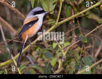 Long-tailed Shrike, Rufous-backed Shrike (Lanius schach erythronotus), perched on a branch, India Stock Photo