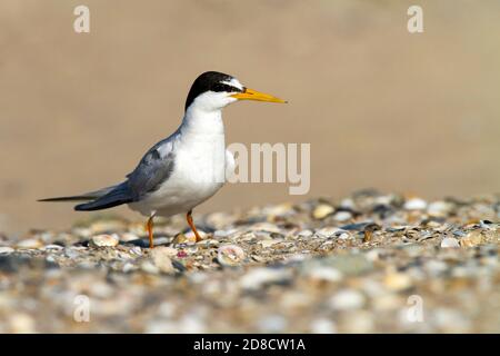 little tern (Sterna albifrons, Sternula albifrons), adult standing on the beach, Spain Stock Photo