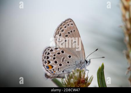 Cranberry Blue (Plebejus optilete, Plebeius optilete), sitting at spruce, side view, Germany Stock Photo