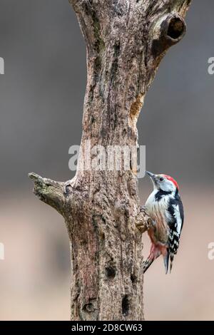 middle spotted woodpecker (Picoides medius, Dendrocopos medius, Leiopicus medius, Dendrocoptes medius), sitting at a dead trunk, Poland, Bialowieza Stock Photo
