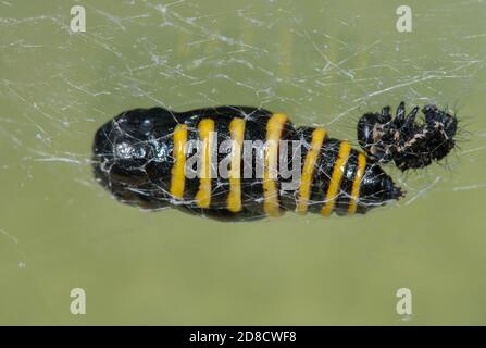 Magpie moth, Currant moth (Abraxas grossulariata), pupa, Germany Stock Photo