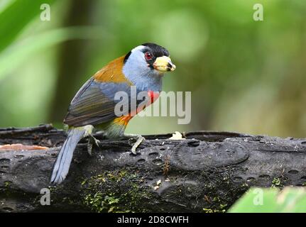 toucan barbet (Semnornis ramphastinus), perched on a branch, Ecuador, Andes, Mashpi reserve Stock Photo