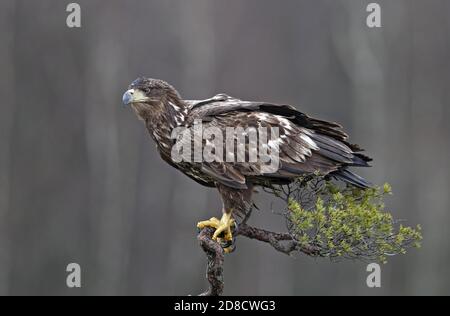 white-tailed sea eagle (Haliaeetus albicilla), Third-winter White-tailed Eagle perched on top of a small pine tree, Sweden, Scania Stock Photo