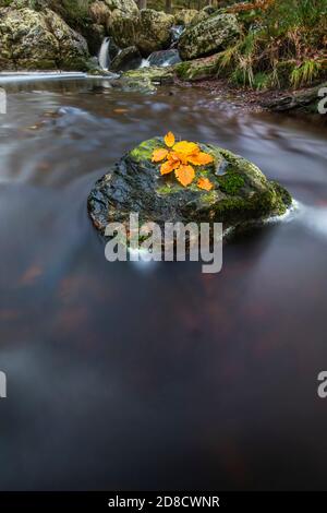 autumn leaves on a rock in the river Hogne in the high fens, Belgium, Wallonie, Ardennes, Hockai Stock Photo