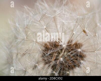 a dandelion seed head, also known as a "dandelion clock" or "blowball." Stock Photo
