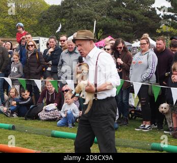 A compere shows off ferrets to the crowd at a ferret racing event. Stock Photo