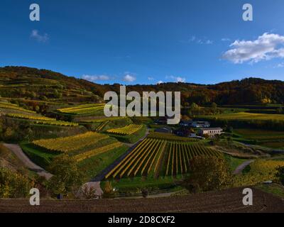Beautiful view over a small winery surrounded by terraced vineyards with yellow discolored leaves and colorful forest in the autumnal afternoon light. Stock Photo