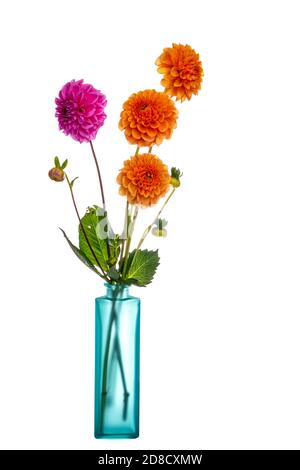 Home grown dahlia flowers in vase. Not perfect. Isolated on white background. Stock Photo