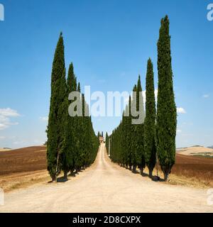 View over Tuscany (Toscana) at Tuscan valley Val d'Orcia at sunset with some cypresses. Stock Photo