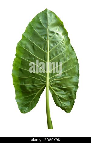 Giant Taro plant leaf also known as:Alocasia machrorhiza,Dieffenbachia (Dumb Cane), Elephant Ear, Cunjevoi isolated on white background, clipping path Stock Photo