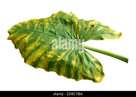 Giant Taro plant leaf also known as:Alocasia machrorhiza,Dieffenbachia (Dumb Cane), Elephant Ear, Cunjevoi isolated on white background, clipping path Stock Photo