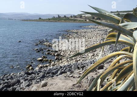 Jezioro Galilejskie, הכנרת, See Genezareth, بحيرة طبريا, Israel, Izrael, ישראל;  Agave on the shores of the Sea of Galilee. Stock Photo