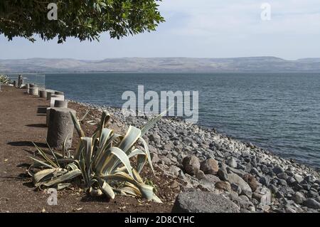 Jezioro Galilejskie, הכנרת, See Genezareth, بحيرة طبريا, Israel, Izrael, ישראל;  Agave on the shores of the Sea of Galilee. Stock Photo