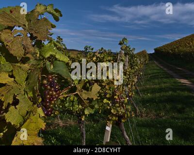 Bunch of colorful vine grapes with fading green and yellow leaves beside dirt road leading through the vineyards in popular wine making region Durbach. Stock Photo