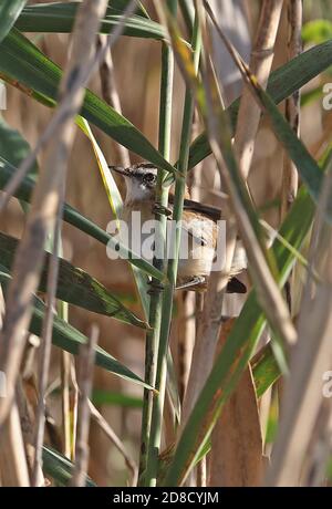 Moustached Warbler (Acrocephalus melanopogon melanopogon) adult clinging to reed  Albufera, Mallorca, Balearic Islands, Spain             October Stock Photo