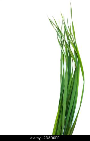 Vertical top view of oat grass on white background. Young green leaves of Avena sativa. Copy space for text Stock Photo