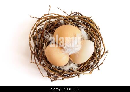 Brown chicken eggs and feathers in nest on white background. Easter concept, top view Stock Photo