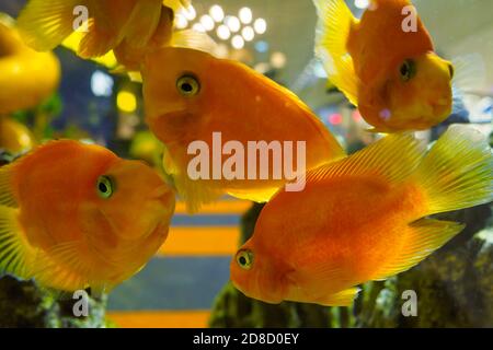 many blood parrot cichlid fishes swim in the aquarium Stock Photo