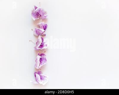 dried purple flowers orchid in vertical row on white background, copy space, top view Stock Photo