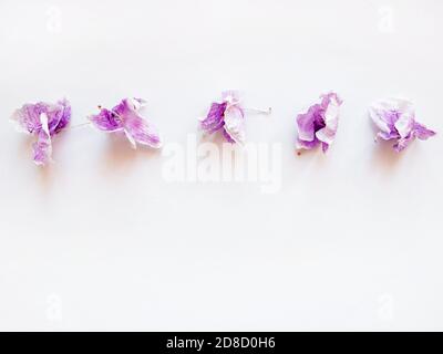 dried purple flowers orchid in horizontal row on white background, copy space, top view Stock Photo