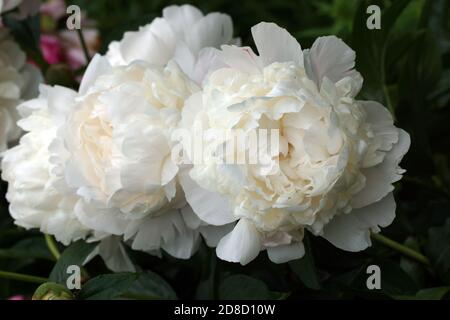 Peony Corinne Wersan.  Double white peony flower. Paeonia lactiflora (Chinese peony or common garden peony). Stock Photo