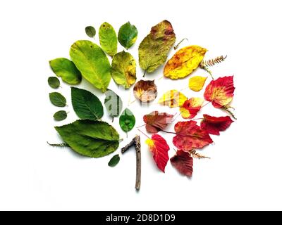 Process of leaves during autumn, from green to yellow to red to brown, and wood branch in the shape on number one. Stock Photo
