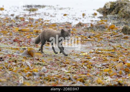Adult male Arctic fox (Vulpes lagopus). Hornvik, Hornstrandir, Westfjords, Iceland. July 2015. Stock Photo