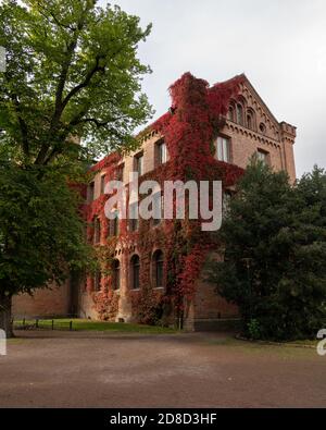 The medieval building called Kungshuset filled with ivy turning red during autumn in Lund Sweden Stock Photo