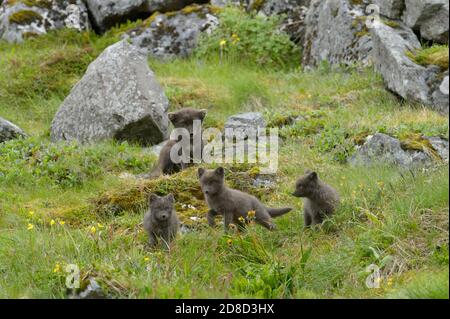 Arctic fox (Vulpes lagopus) cubs watched over by an adult male. Hornvik, Hornstrandir, Westfjords, Iceland. July 2015. Stock Photo