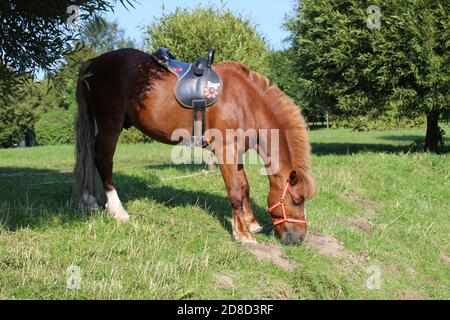 red brown horse in harness horse eating green grass on a Sunny day against the background of green bushes Stock Photo