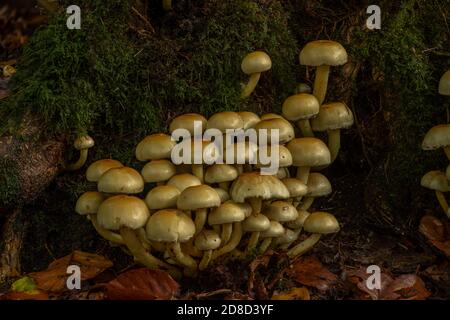 Sulpher tuft (Hypholoma fasciculare), growing on conifer stump in mixed woodland, New Abbey, Dumfries, SW Scotland Stock Photo