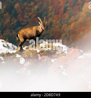 beautiful male ibex overlooking autumn forest in Chablais Valaisan Stock Photo