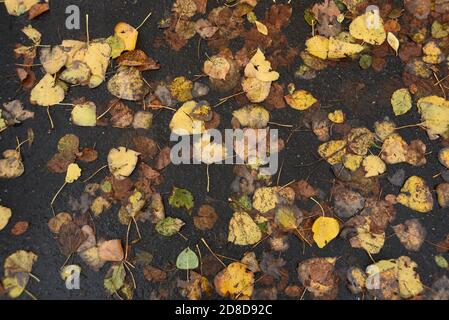 autumn leaves on the pavement Stock Photo