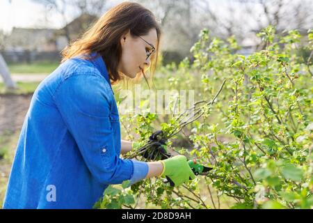 Woman gardener with gloves with secateurs pruning black currant branches Stock Photo